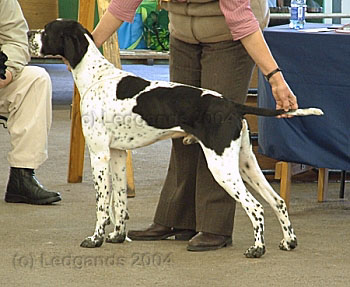 3rd Post Graduate Dog